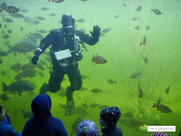 Wildpark-MV Fischfütterung mit Taucher